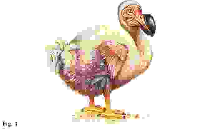 Picture of a Dodo